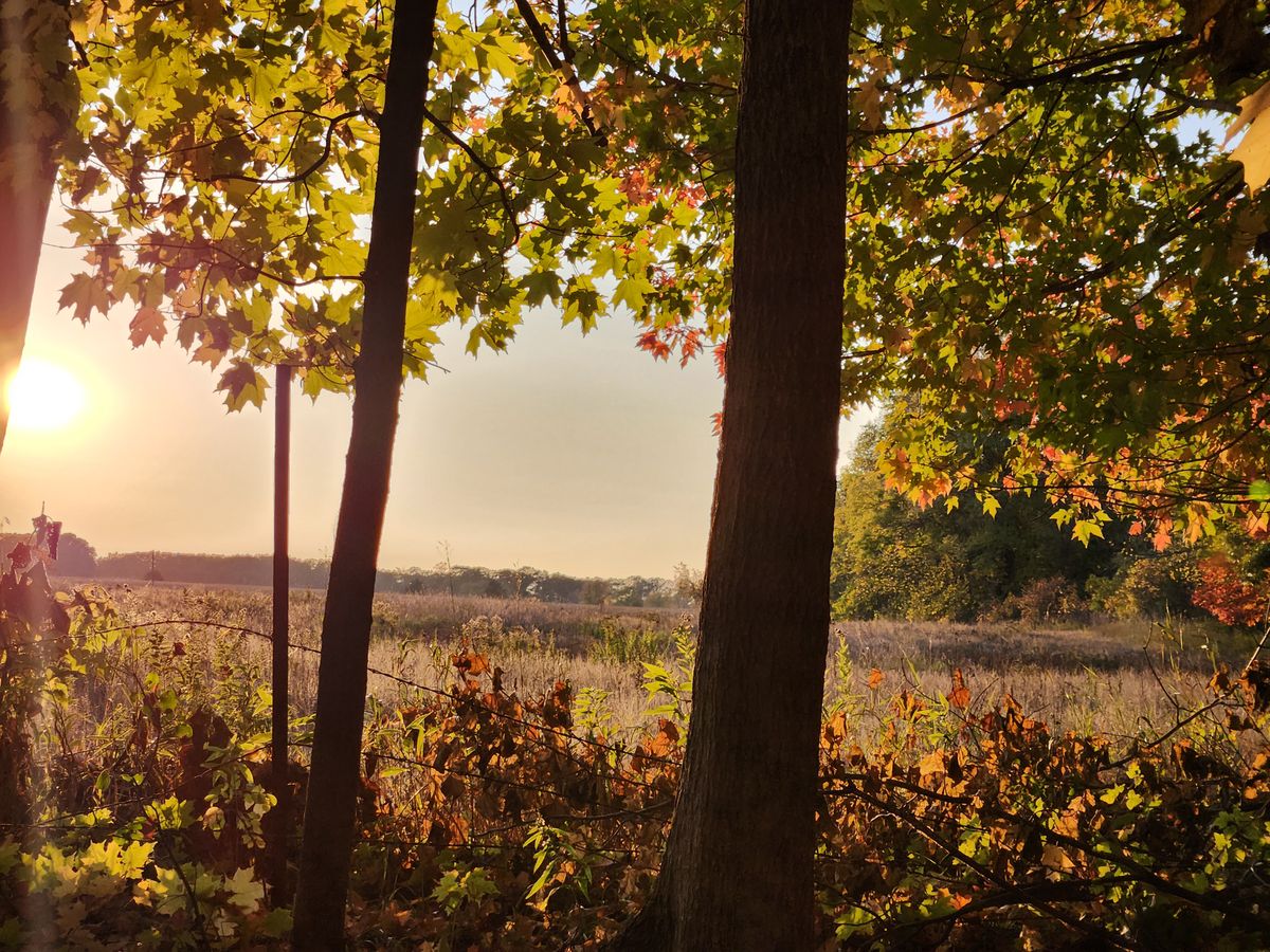 Wildcat fall sunset