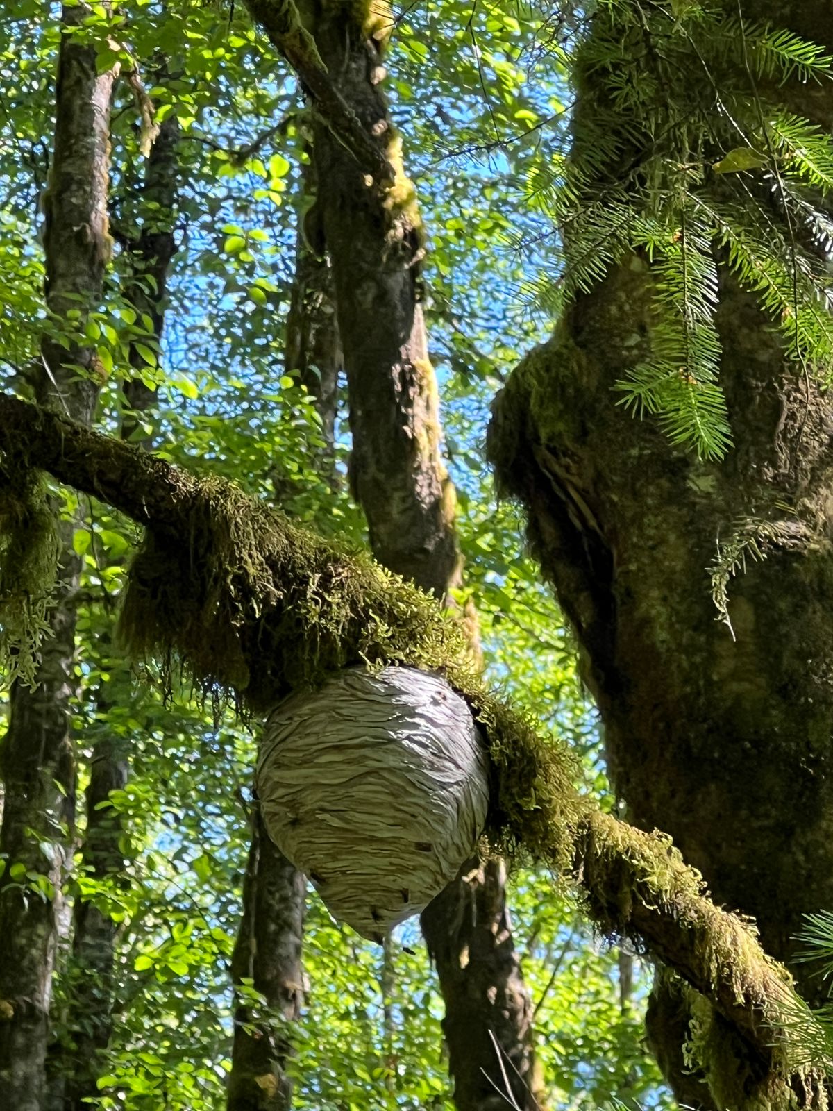 The fairway of 5 about a 1/3 the way up in the middle. The infamous hornets nest! Watch out!