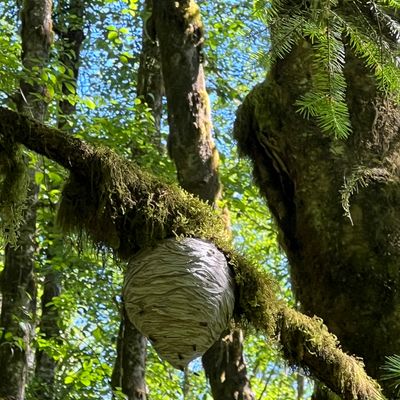 The fairway of 5 about a 1/3 the way up in the middle. The infamous hornets nest! Watch out!