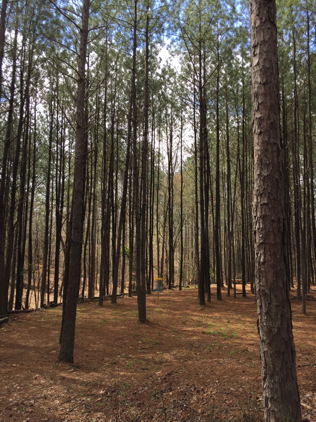 The green at the base of hole 4.