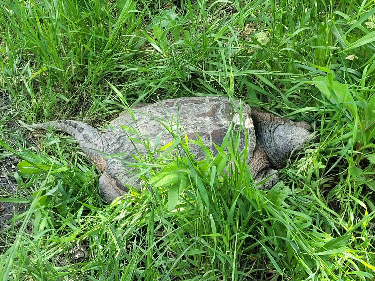 Special resident near hole 6 ❤️