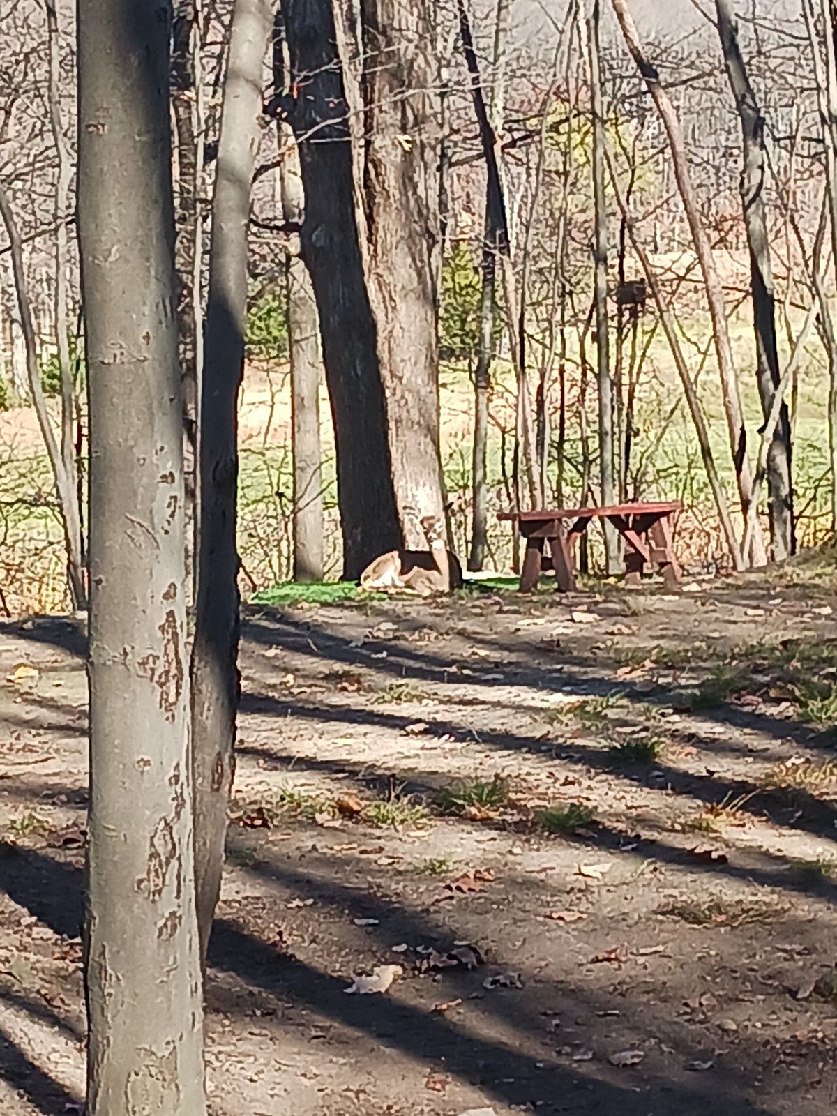 The deer have taken over the teepad