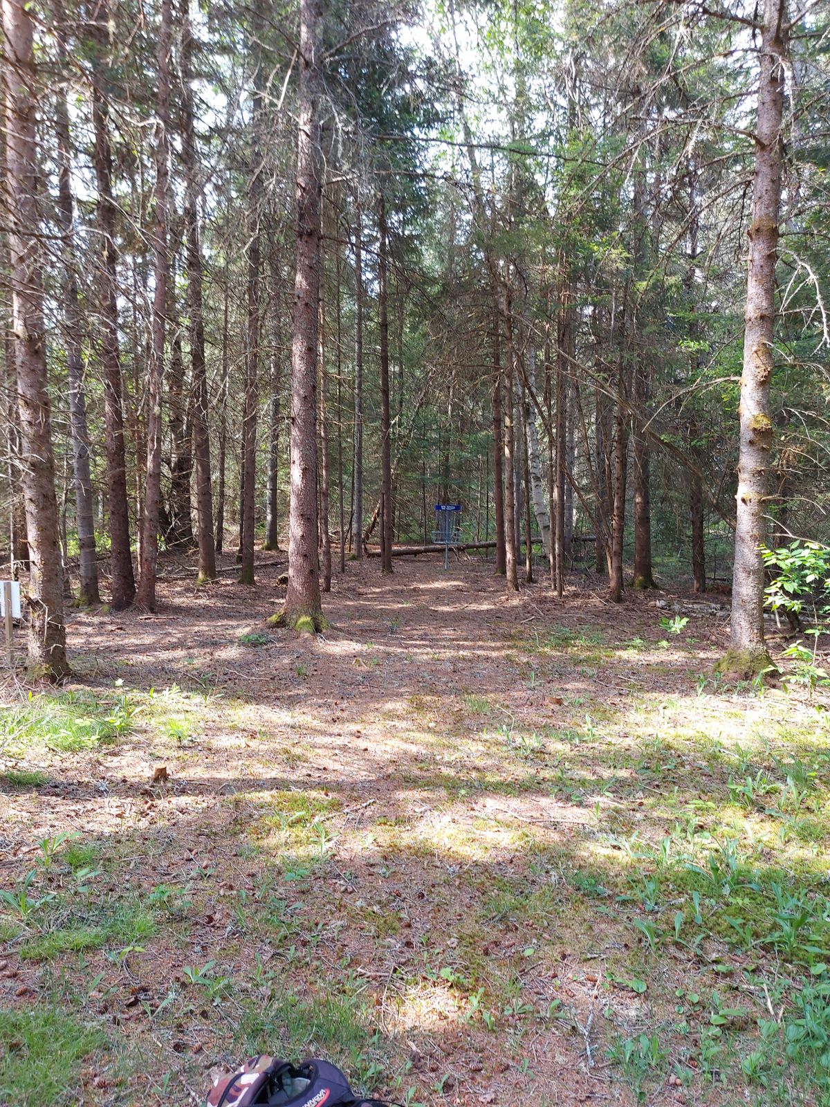 Upshot on hole 12.🍁🌲🍁🌲🍁🌲