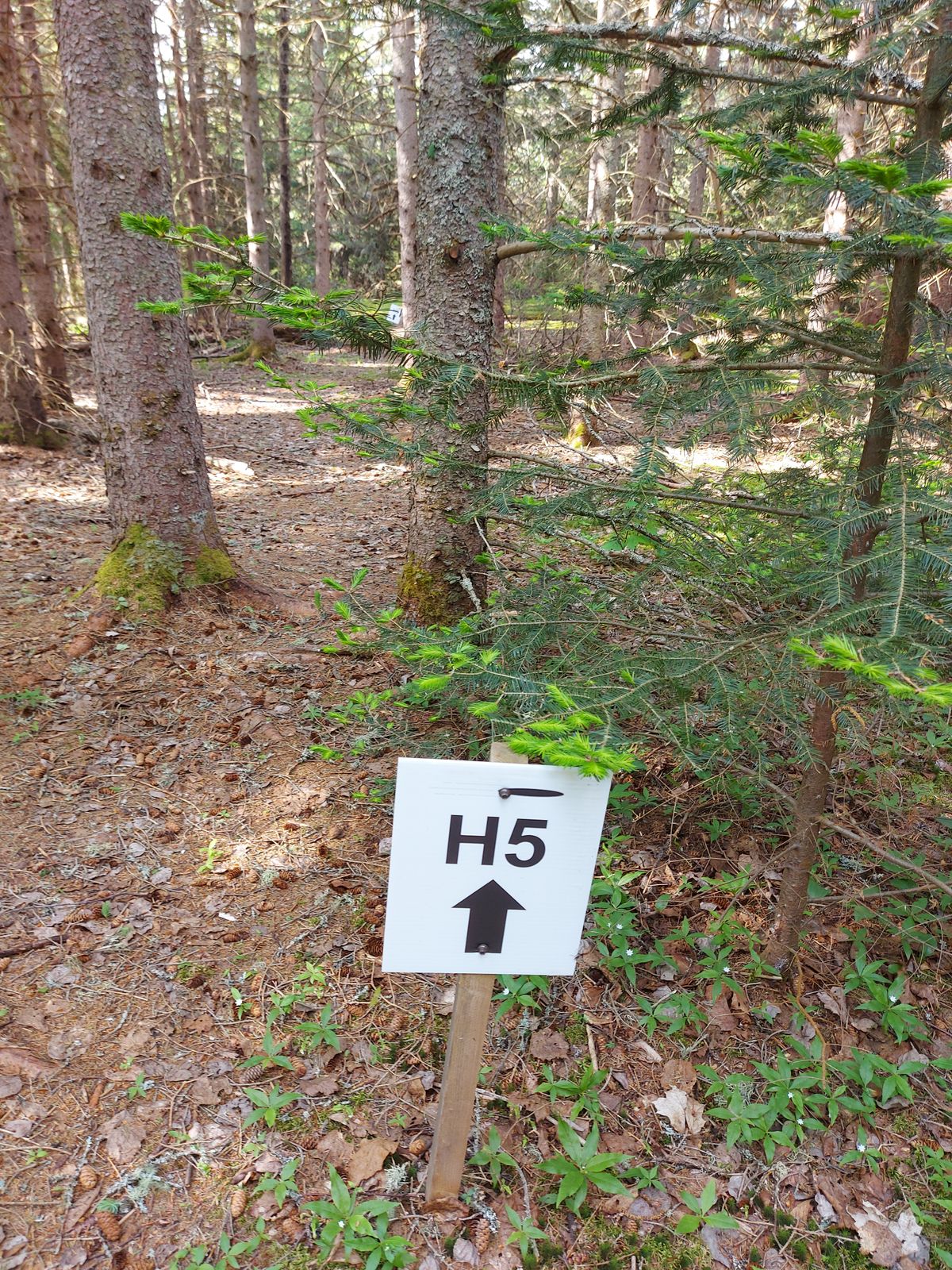 To hole 5. 👍👍👍👍👍