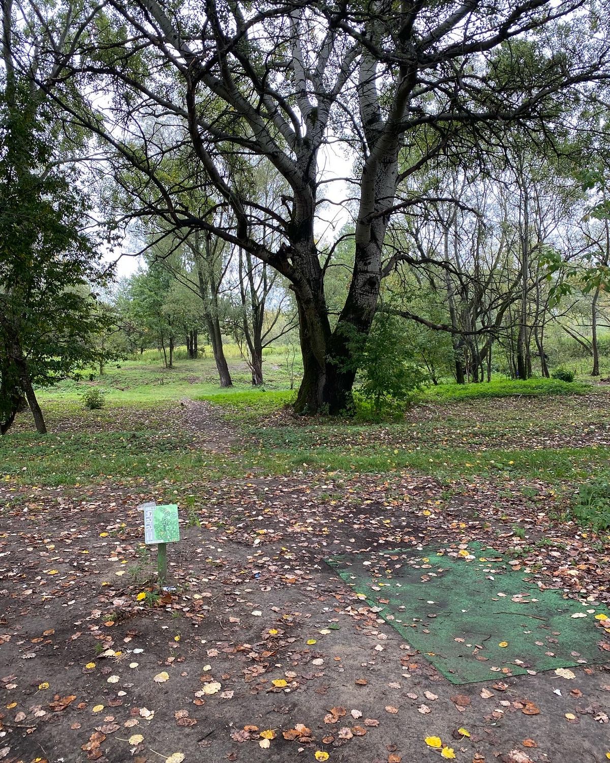 Hole 7. It goes slightly downhill and then to the right past the trees.