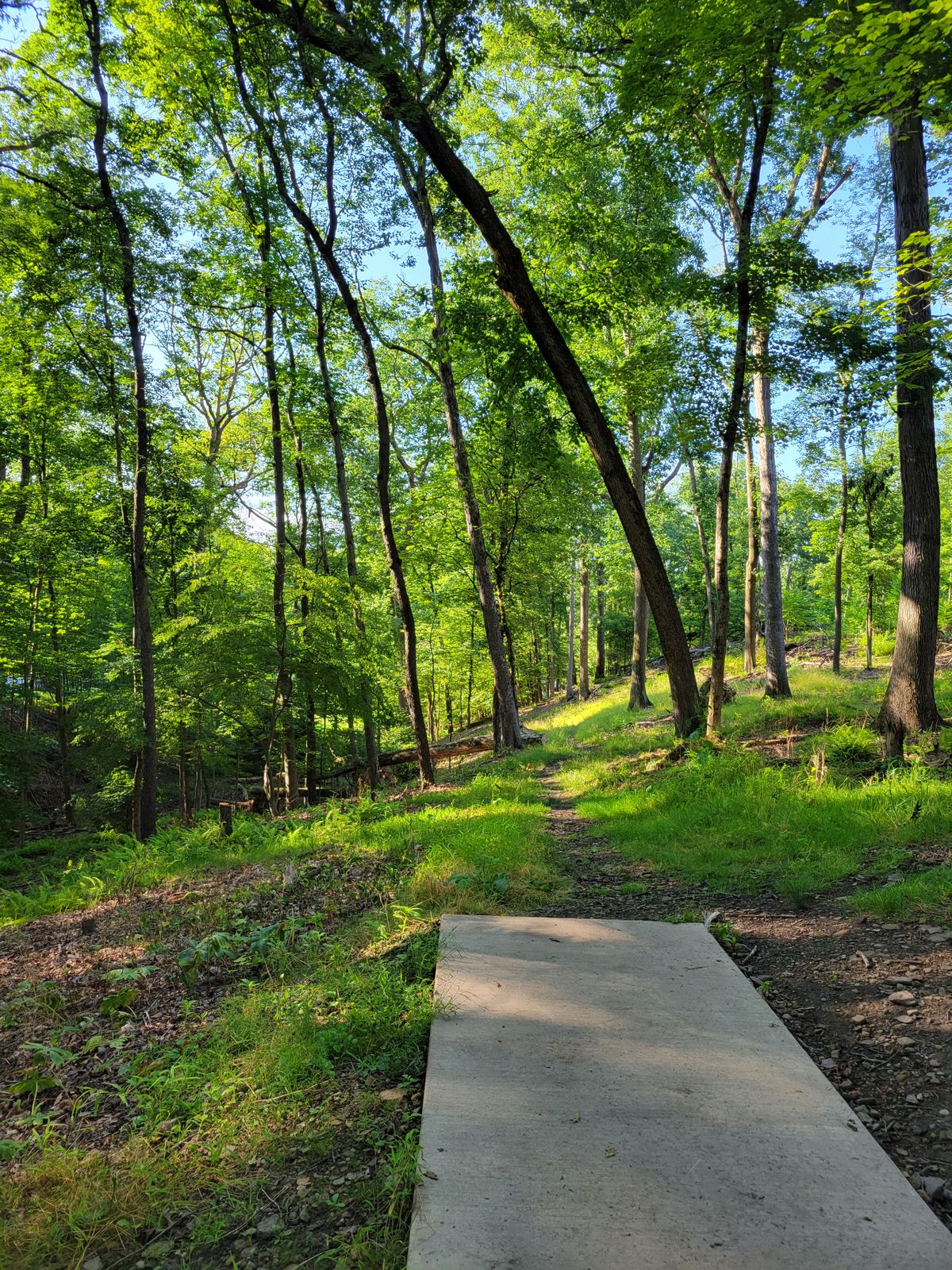 Hole 4: s-curve left then basket is tucked just off the grass on the right