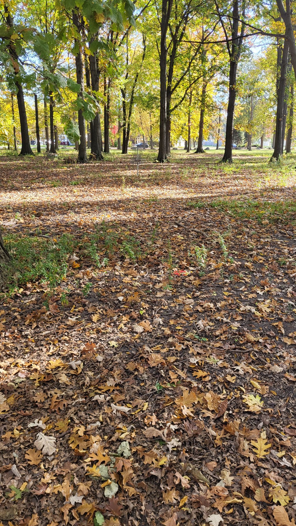 Disc and basket. Leaves falling.