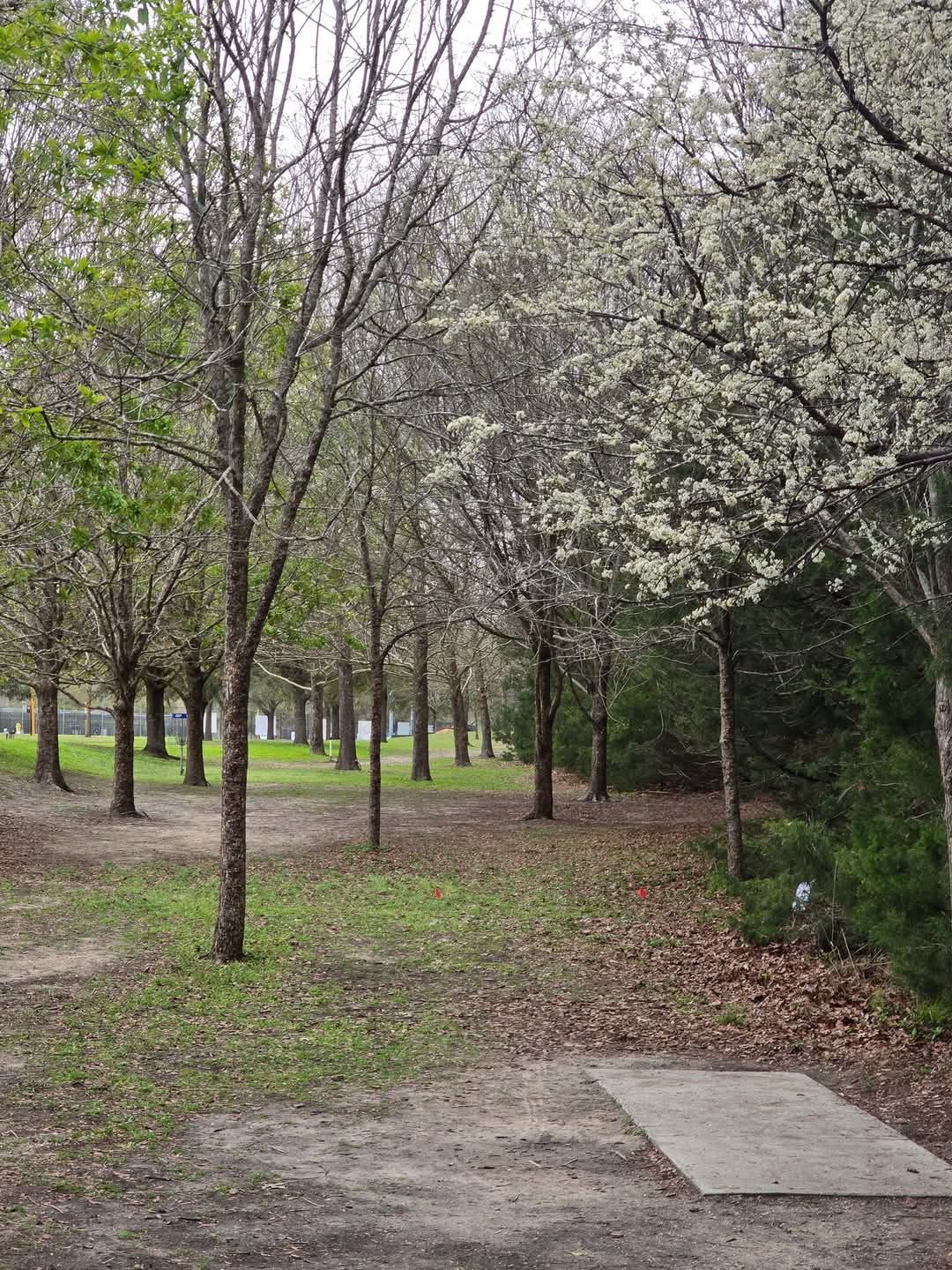 Short pad with trees in bloom 2025