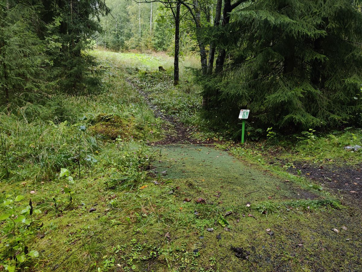 Väylän 17 tii