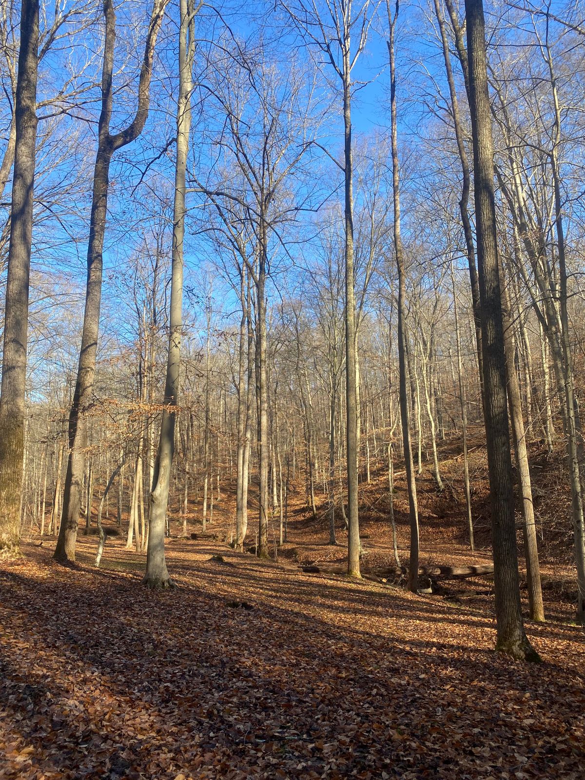 A day in the woods
