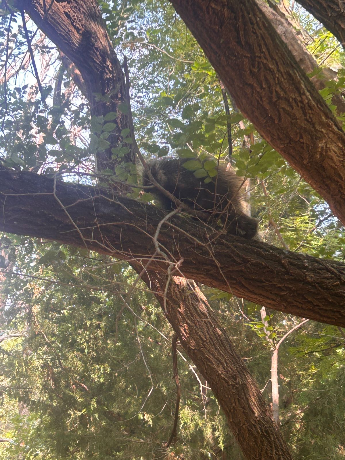 Porcupine on hole 6