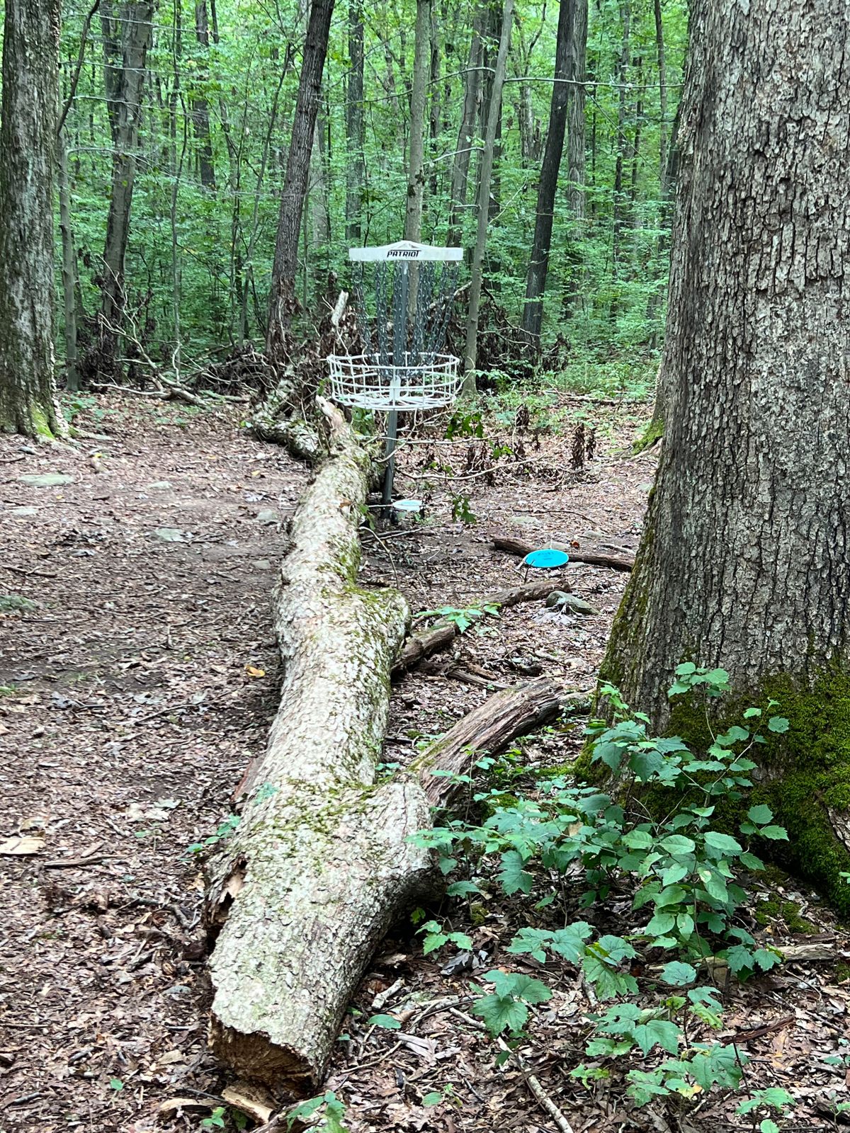Hole #17 - tree fell and damaged the basket.