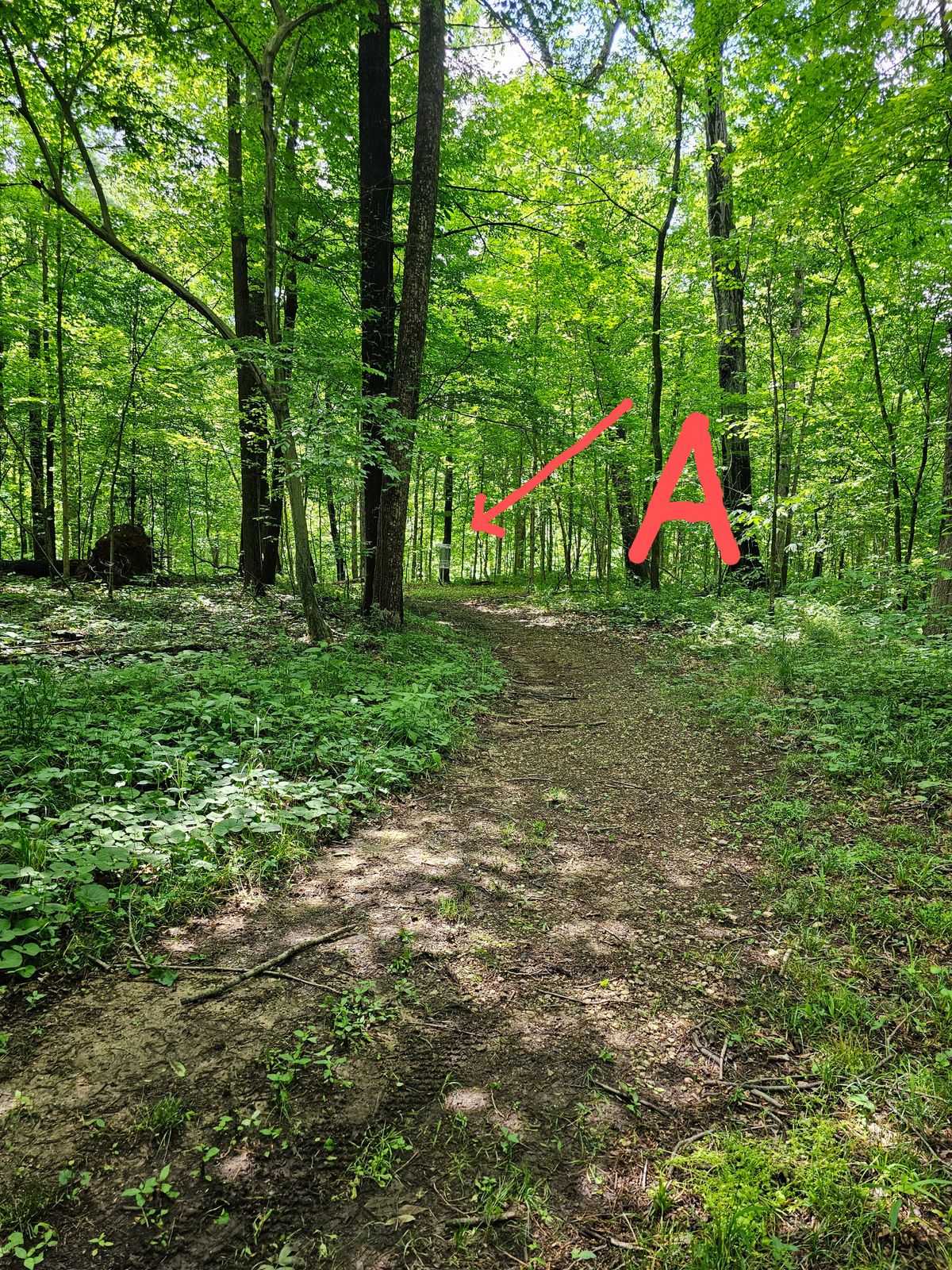 Hole 14 basket "A"