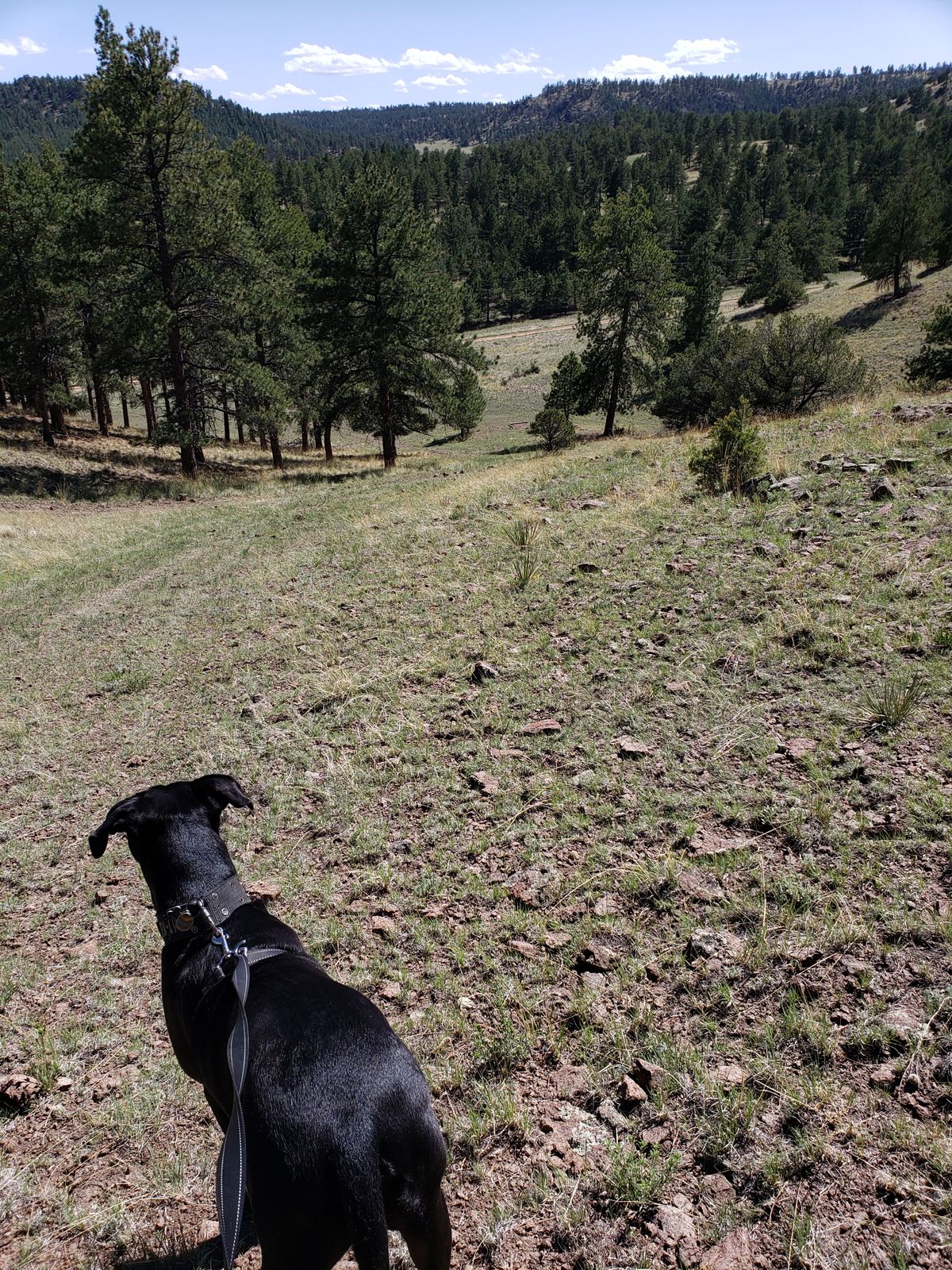 Great view on top of hole 6. Definitely a hike to play.