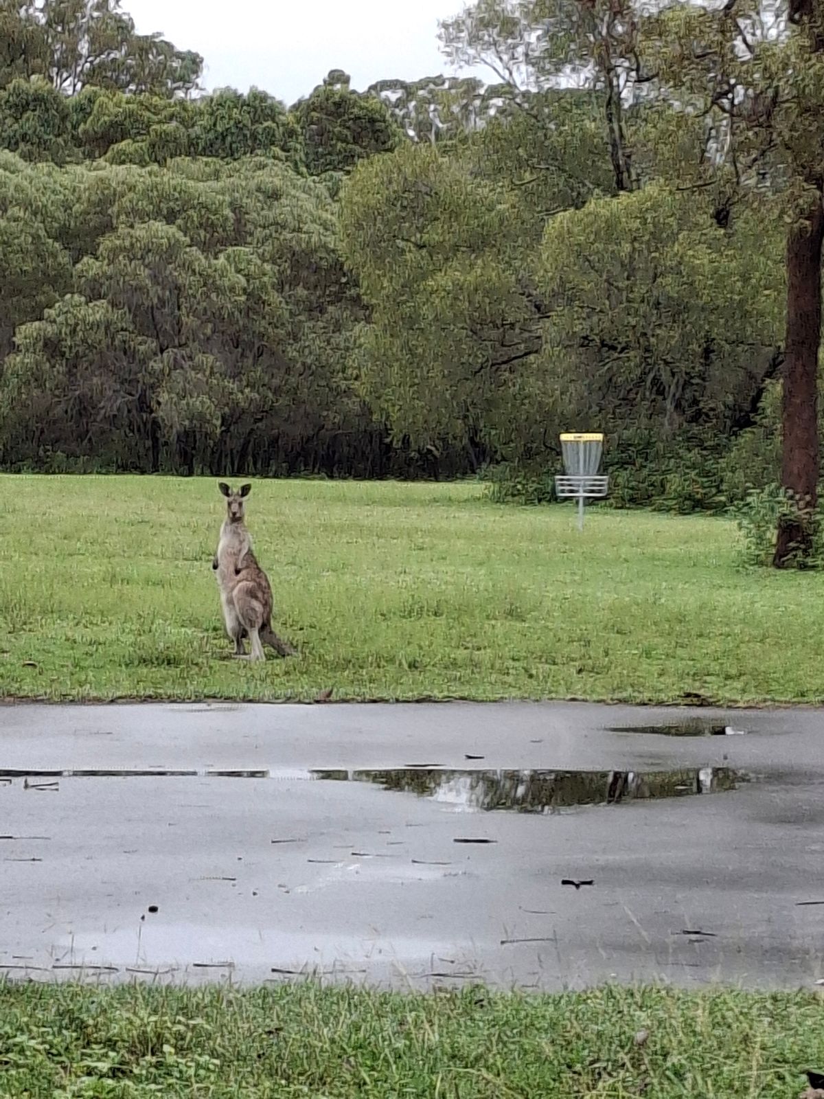 Kangaroo next to basket