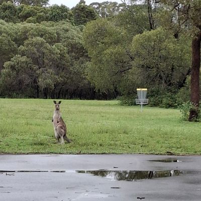 Kangaroo next to basket