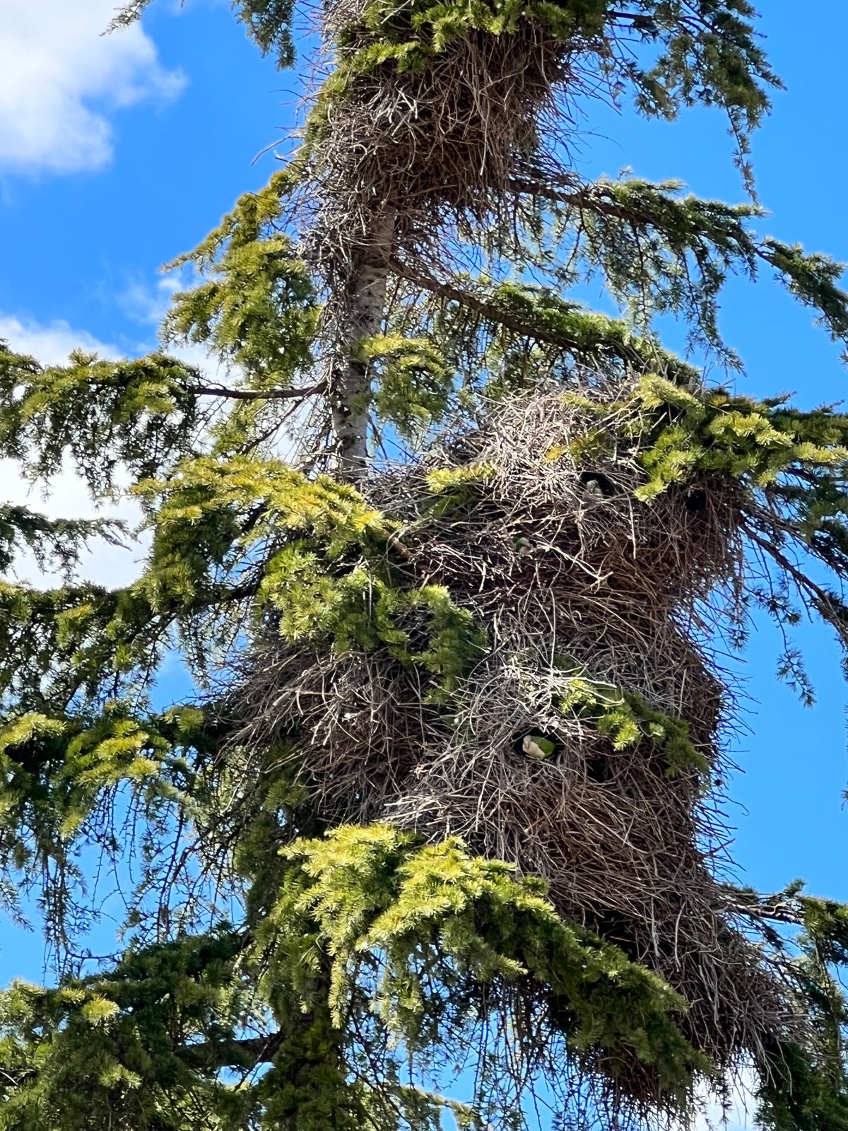 Parakeet nest near 16 & 17