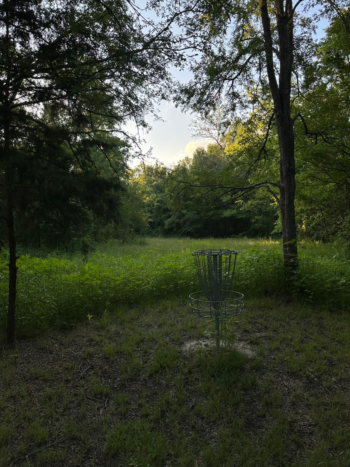 Overgrown basket 7