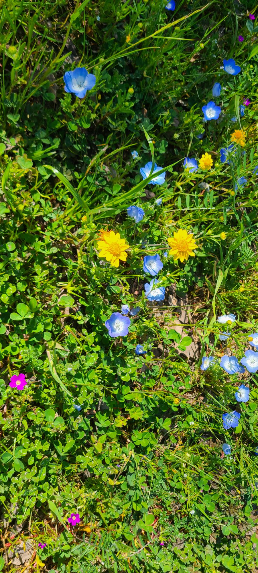 Beautiful wildflowers in the spring