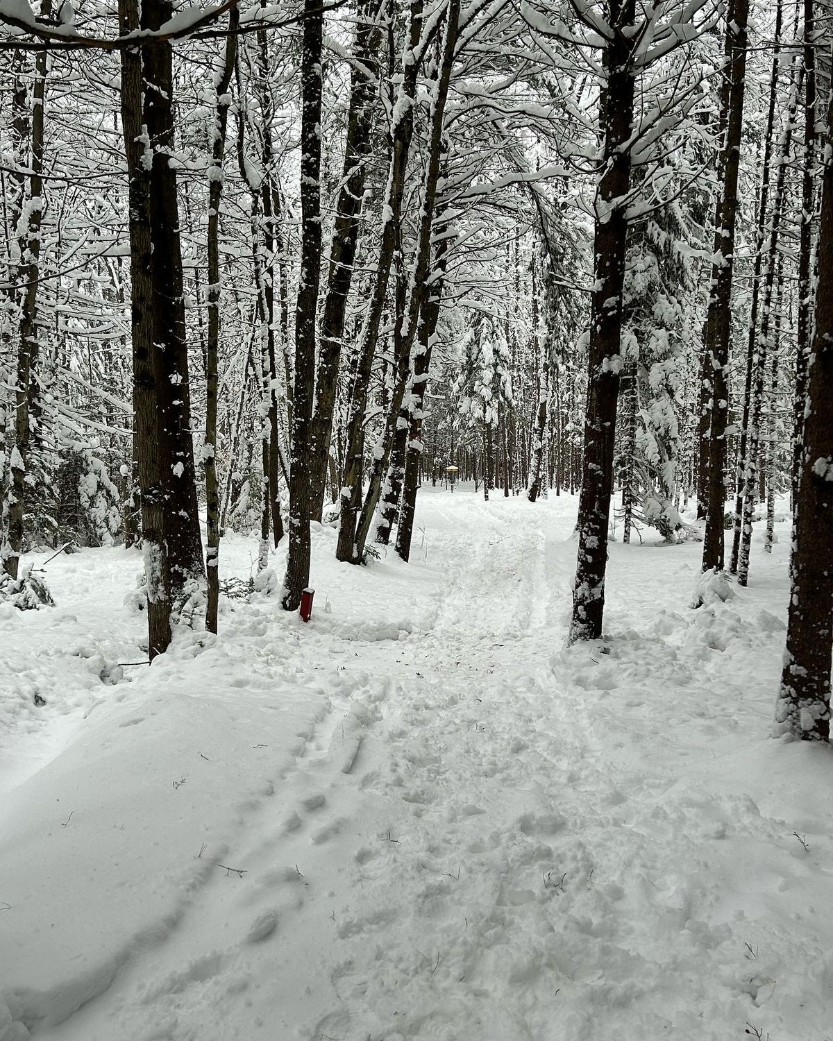 Winter Yodaco