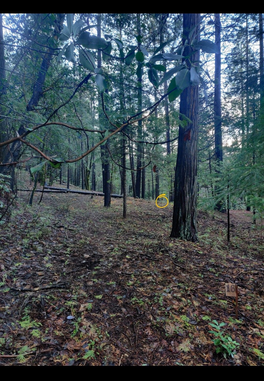 Hole 16