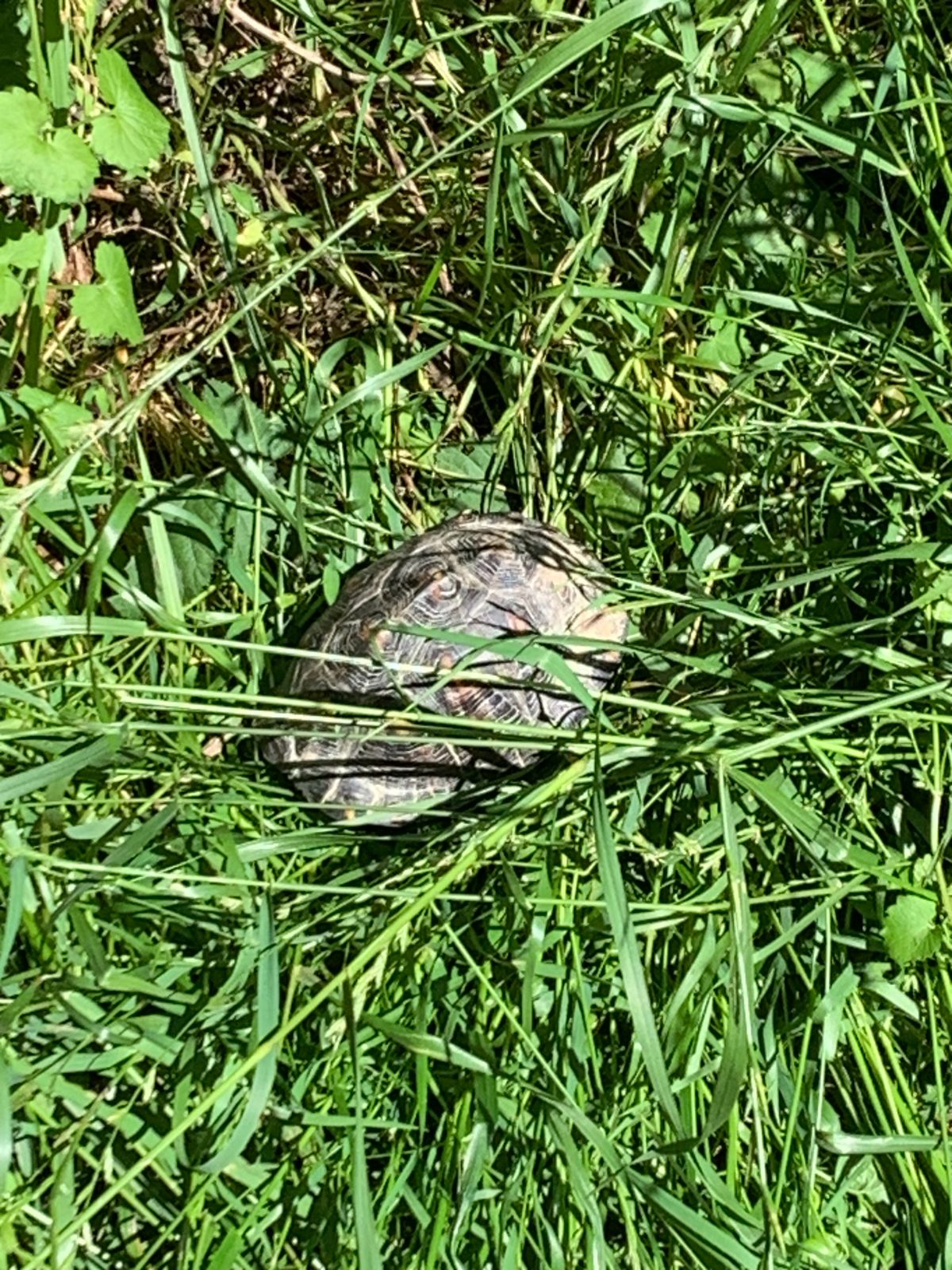 You can find anything around hole #5!