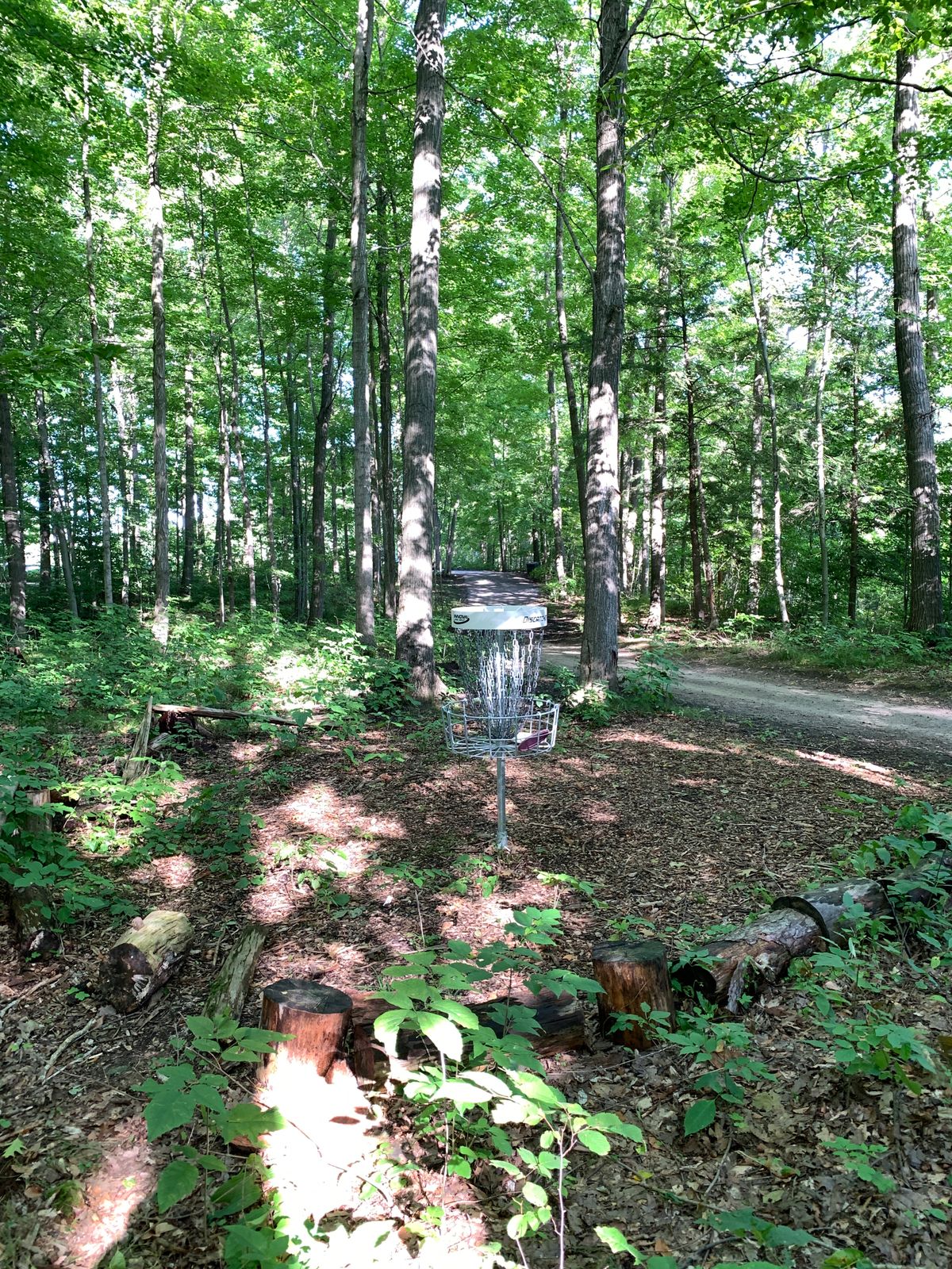 Basket 1 looking back to the tees.
