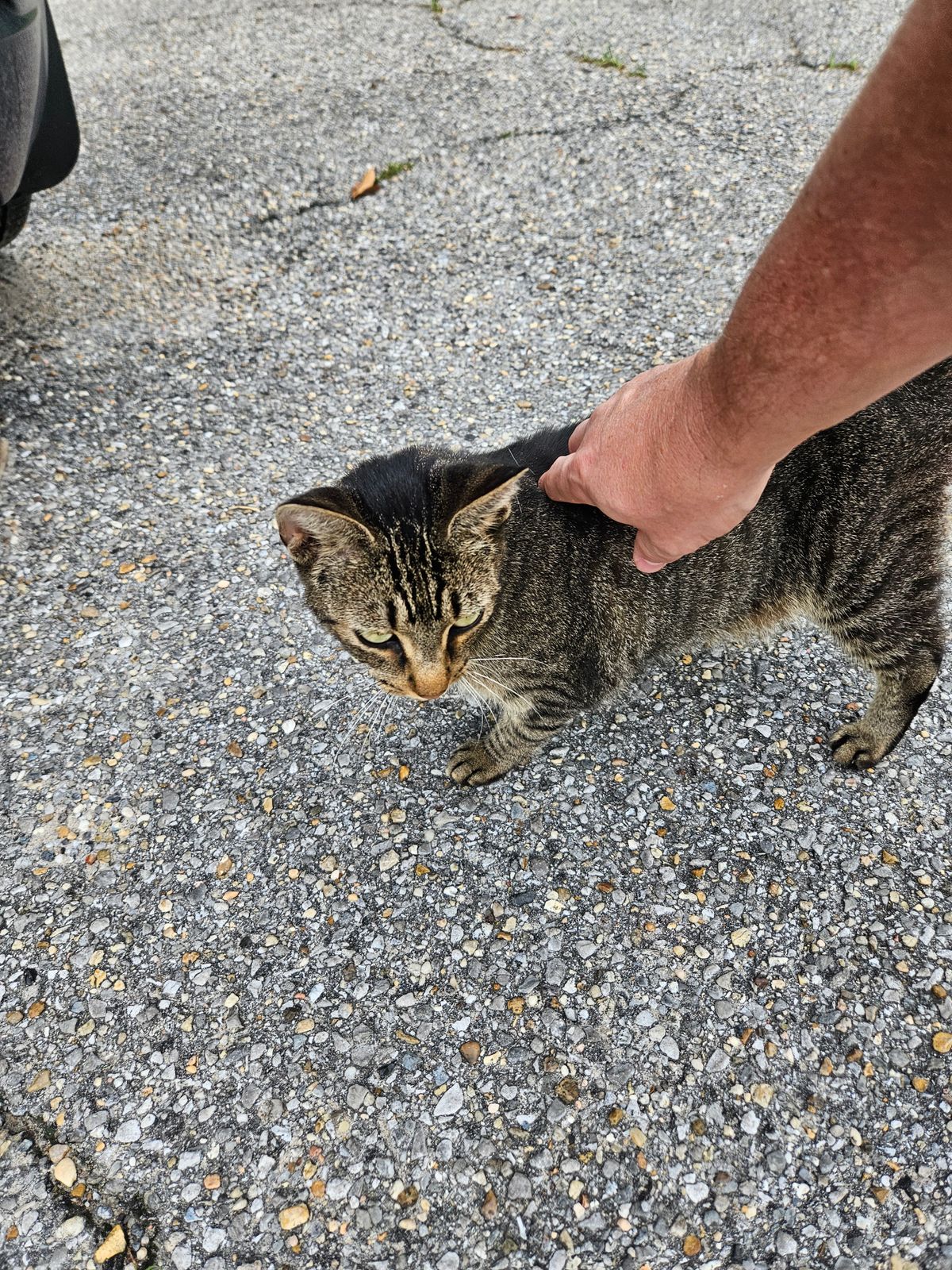 Friendly course cat.