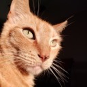 User avatar image