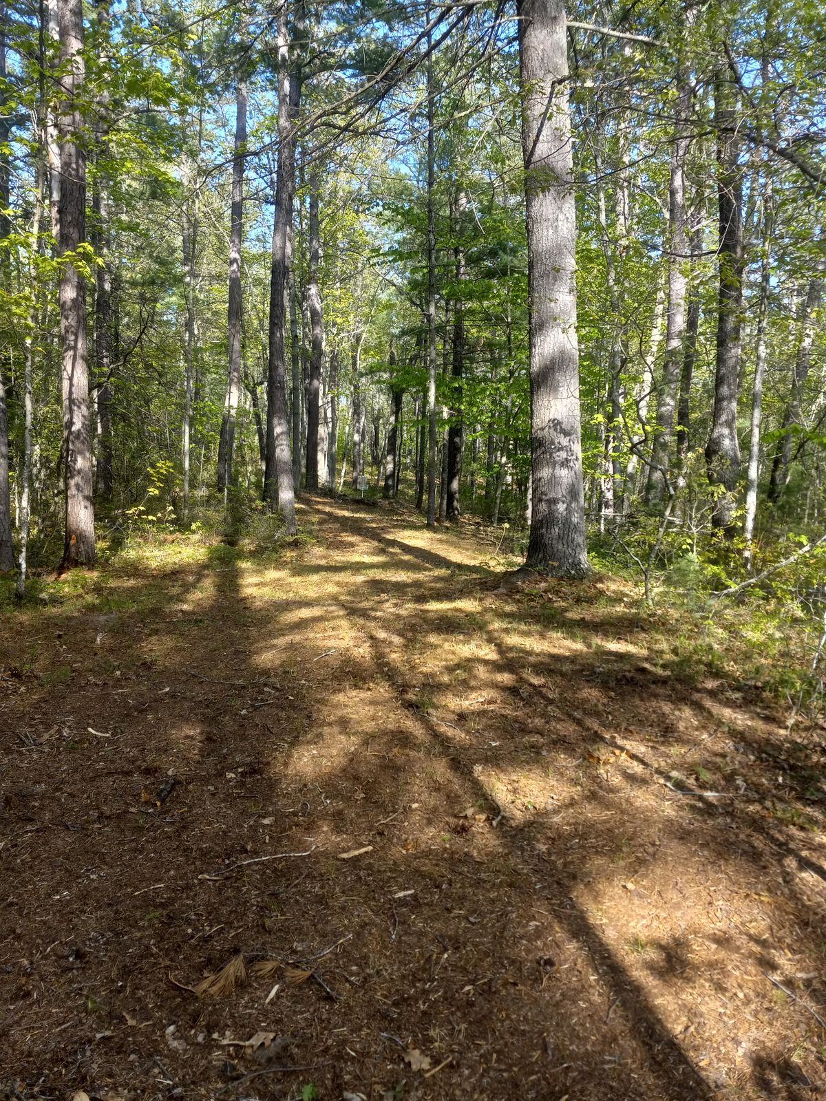 Hole 5
