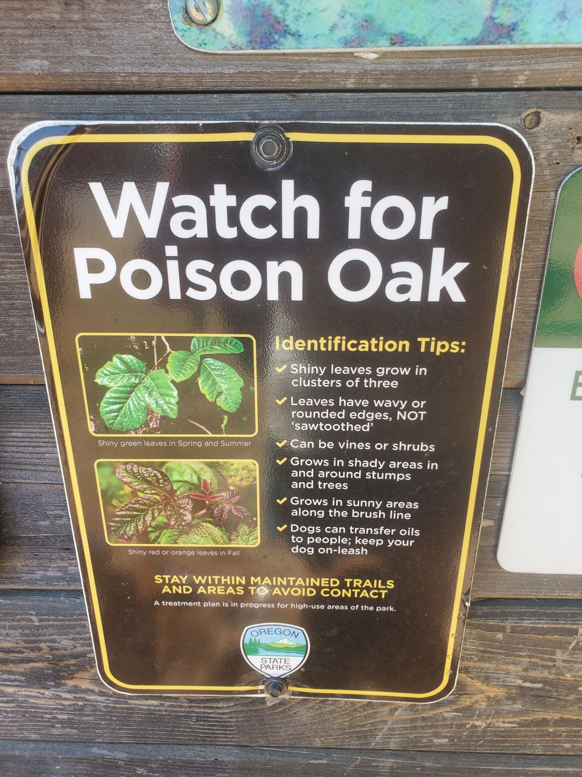 It's everywhere making it a no go for us. If your allergic  to poison oak I do not recommend this course in the summer.  Tight fairways with poison oak all over the  sides of the fairways. It's pretty much impossible not to hit some.