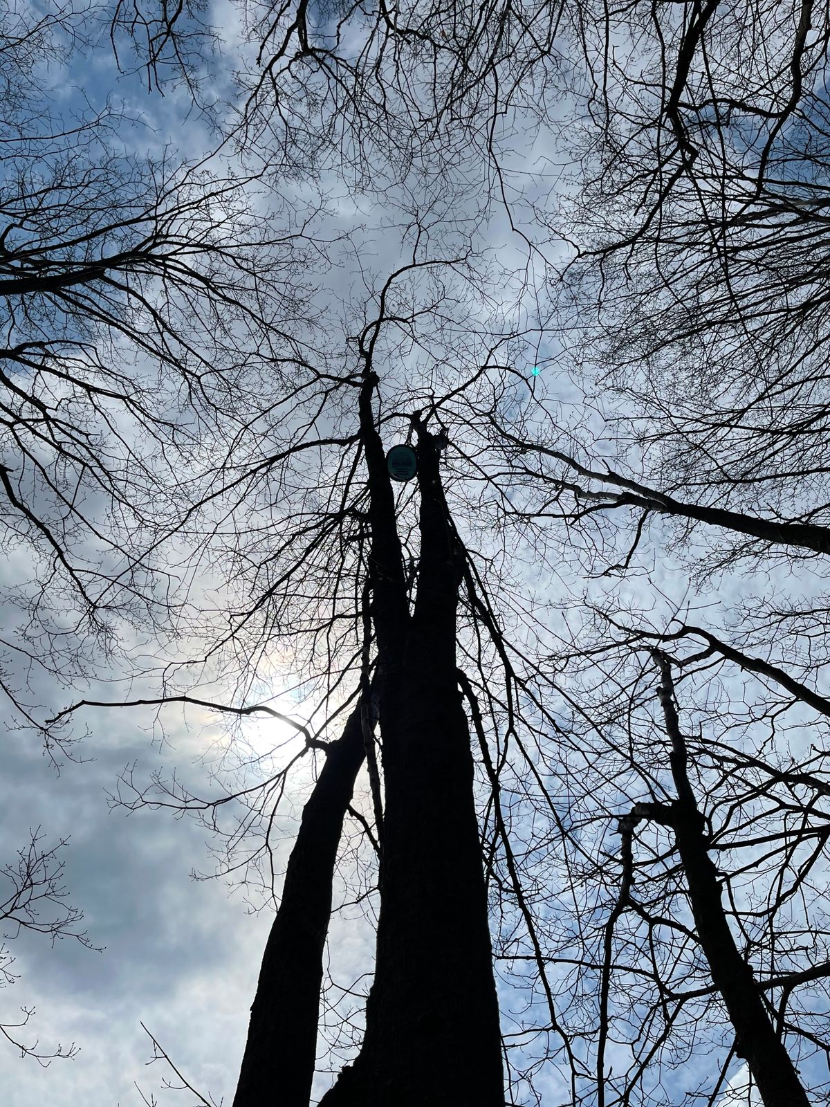 Wedged disc 60’ up a tree on hole #18!
