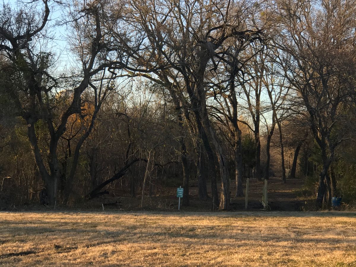 Parks Dept cleared bush entering the woods in #4.
