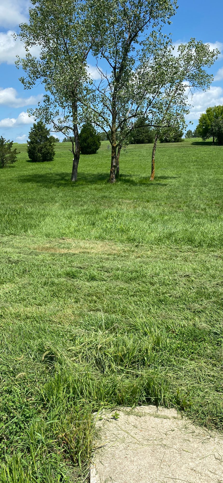 15 tee