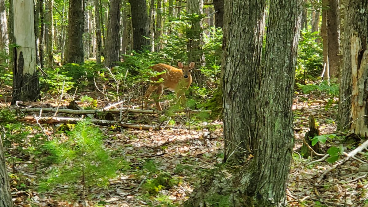 Beautiful fawn in the woods!