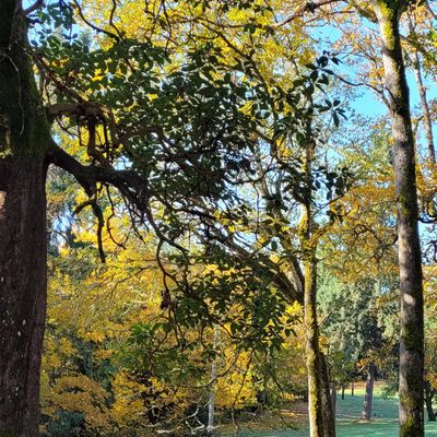 Hole 1 basket in the fall