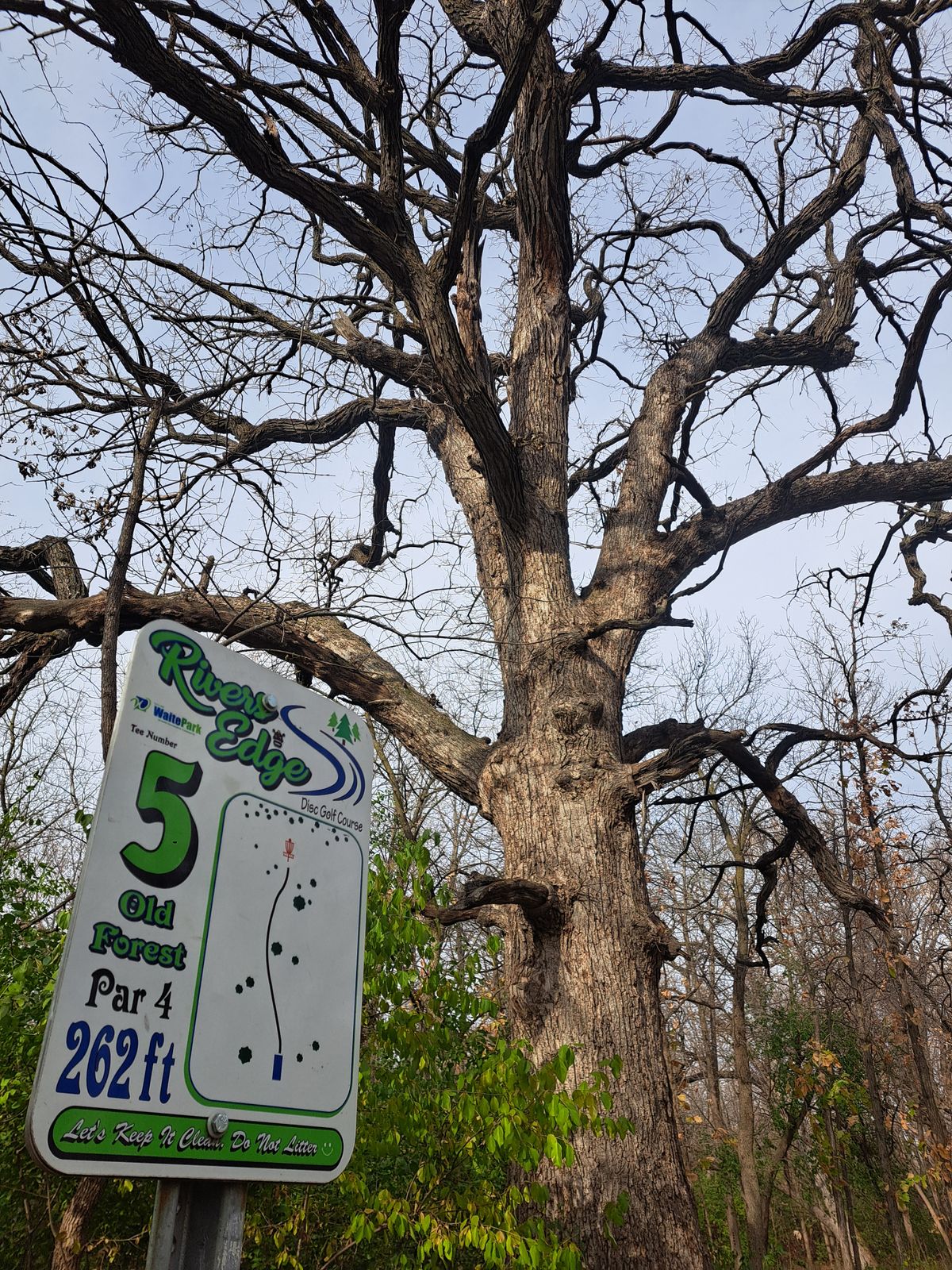 Beautiful oak trees all over the course.