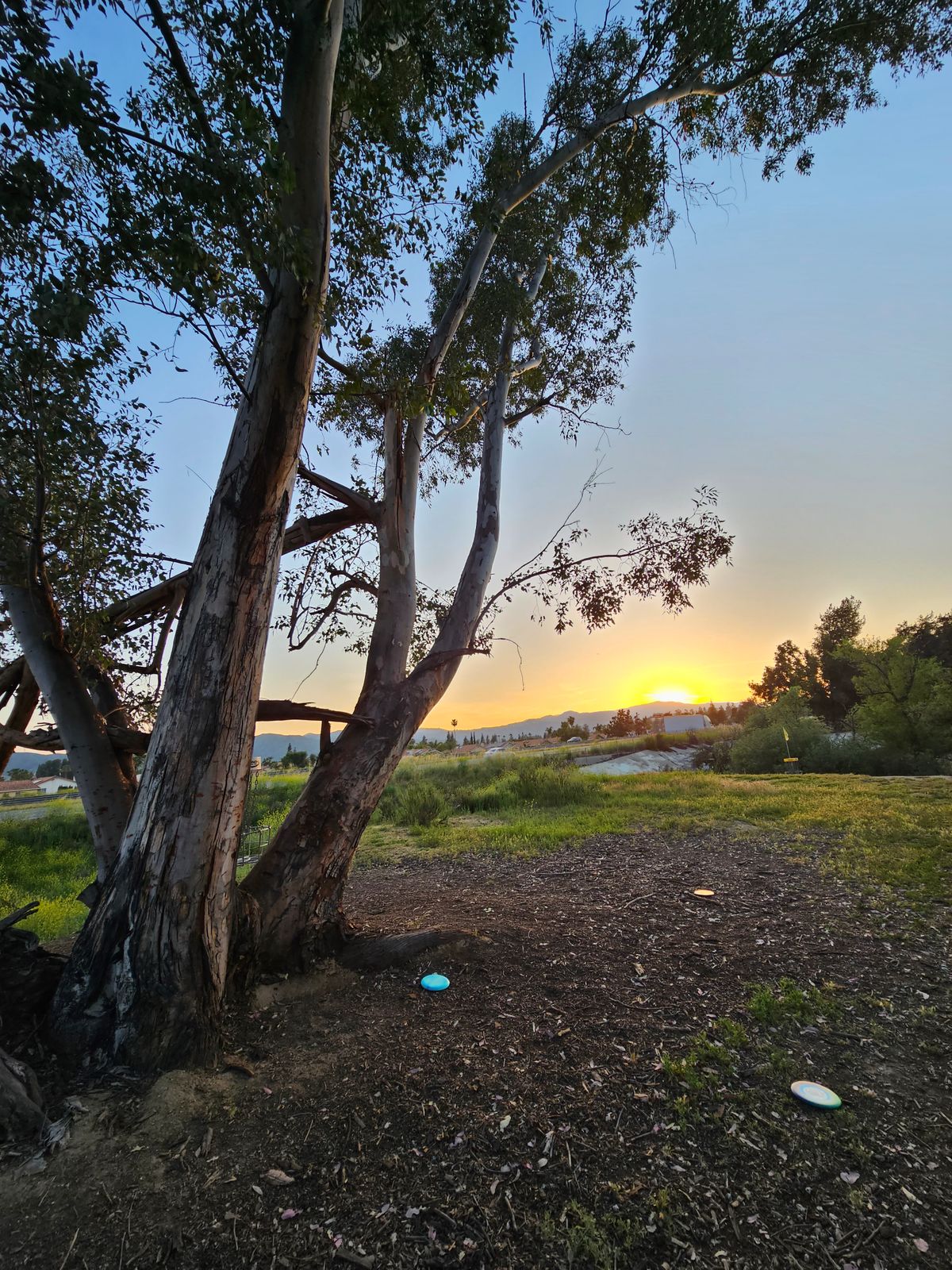 Hole 15 tree basket shot sunset