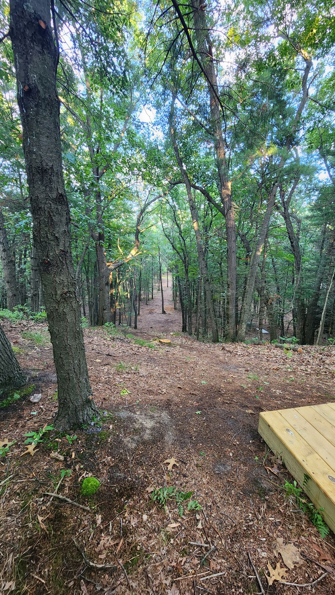 Tree top level par 4 throw. 