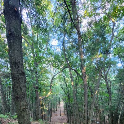 Tree top level par 4 throw. 