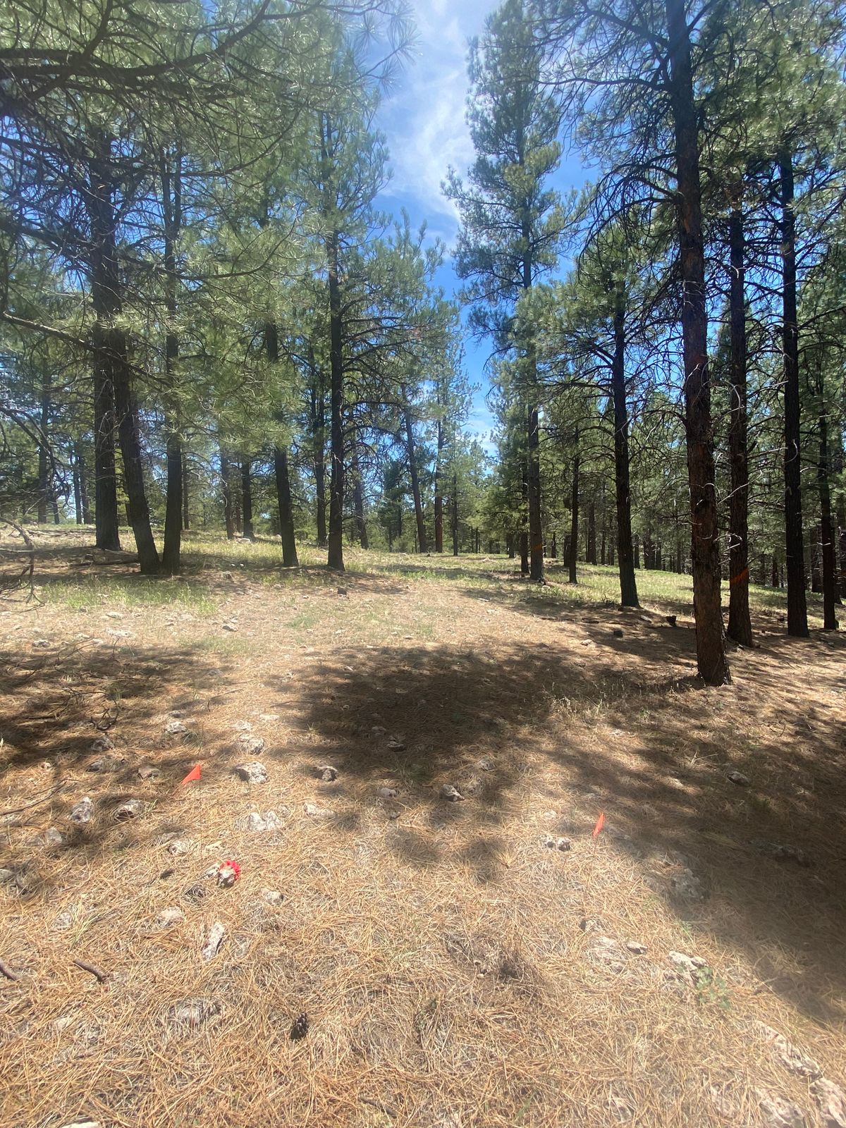 Hole 7. Slight dogleg left with late double mando about 180 feet off tee pad