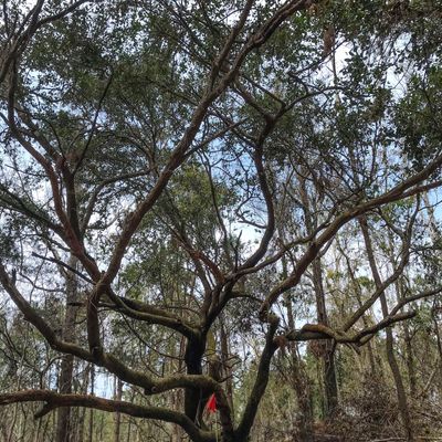 Pecan Hollow 11