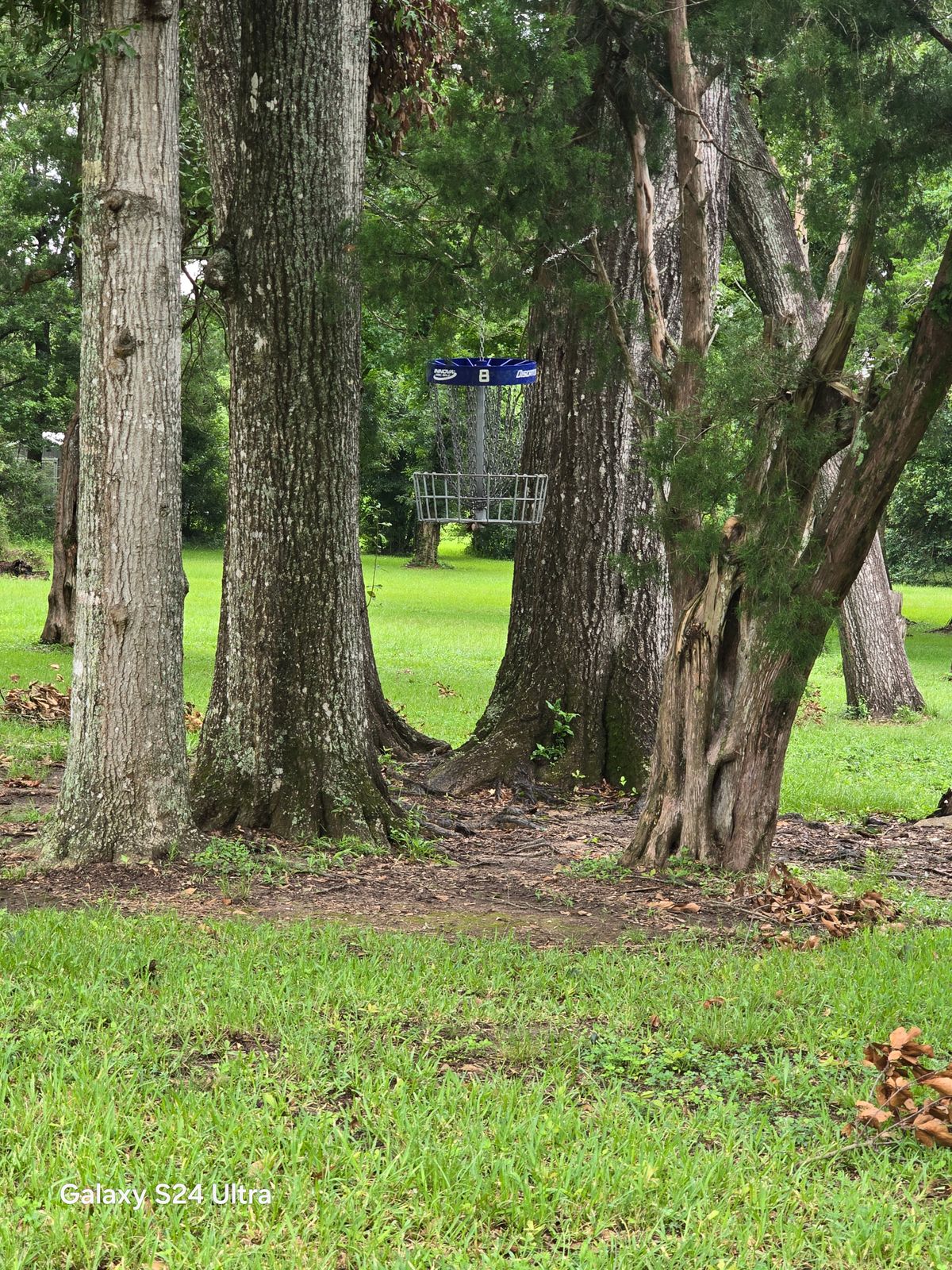 Hanging in between these trees.