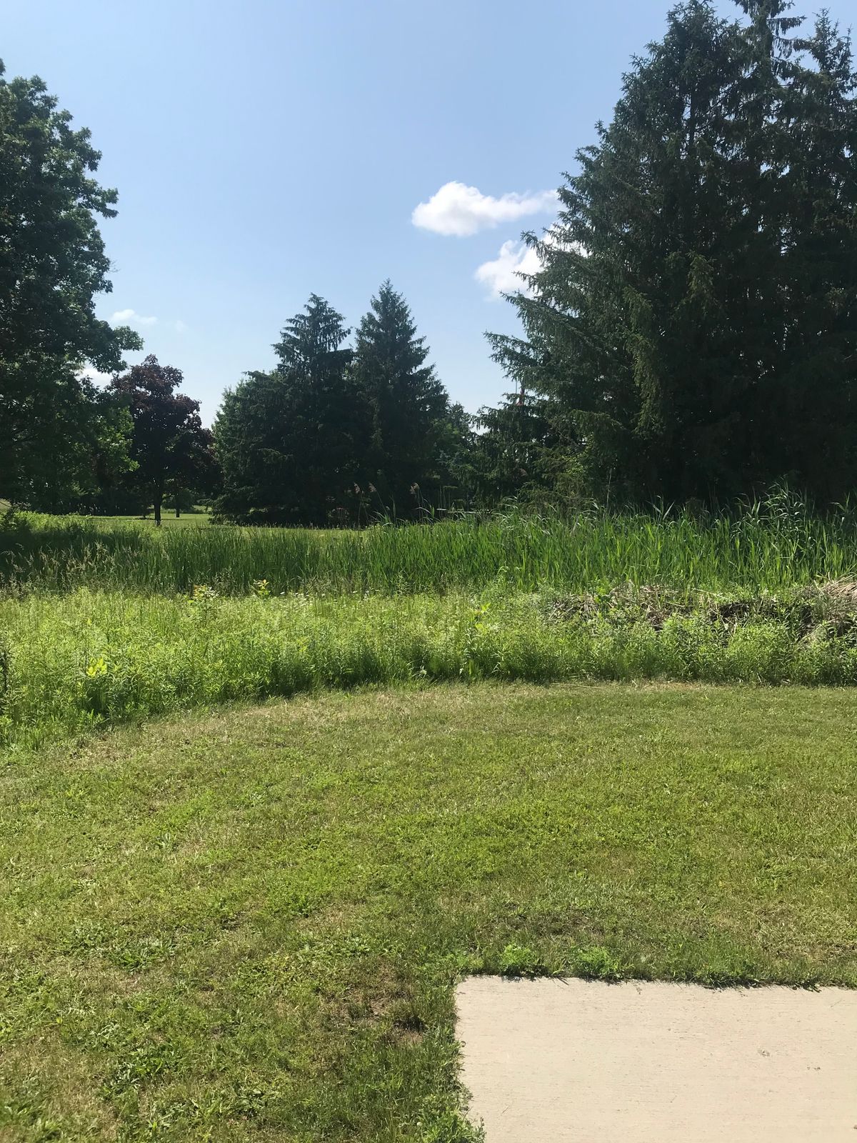 Hole 5 - over run off “stream”  - basket in front of pines
