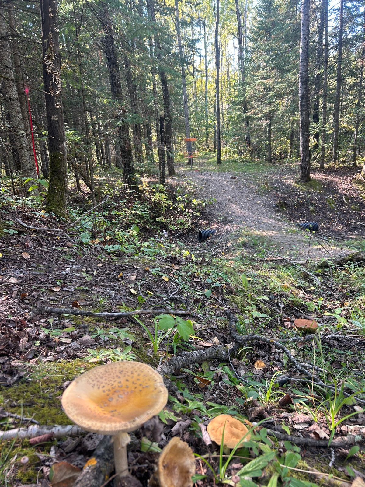 Hole 9 basket area with local fungal populations