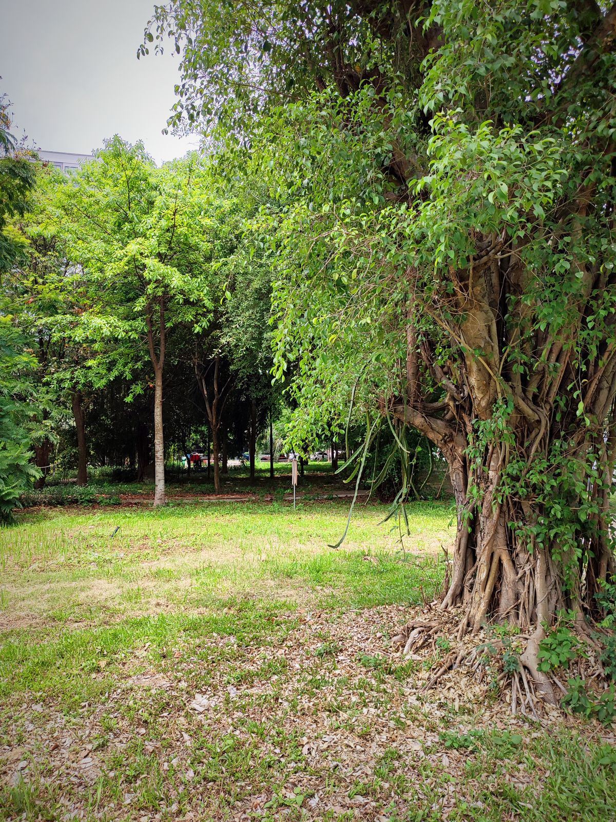 Hole 3 Green - Nine in the Park