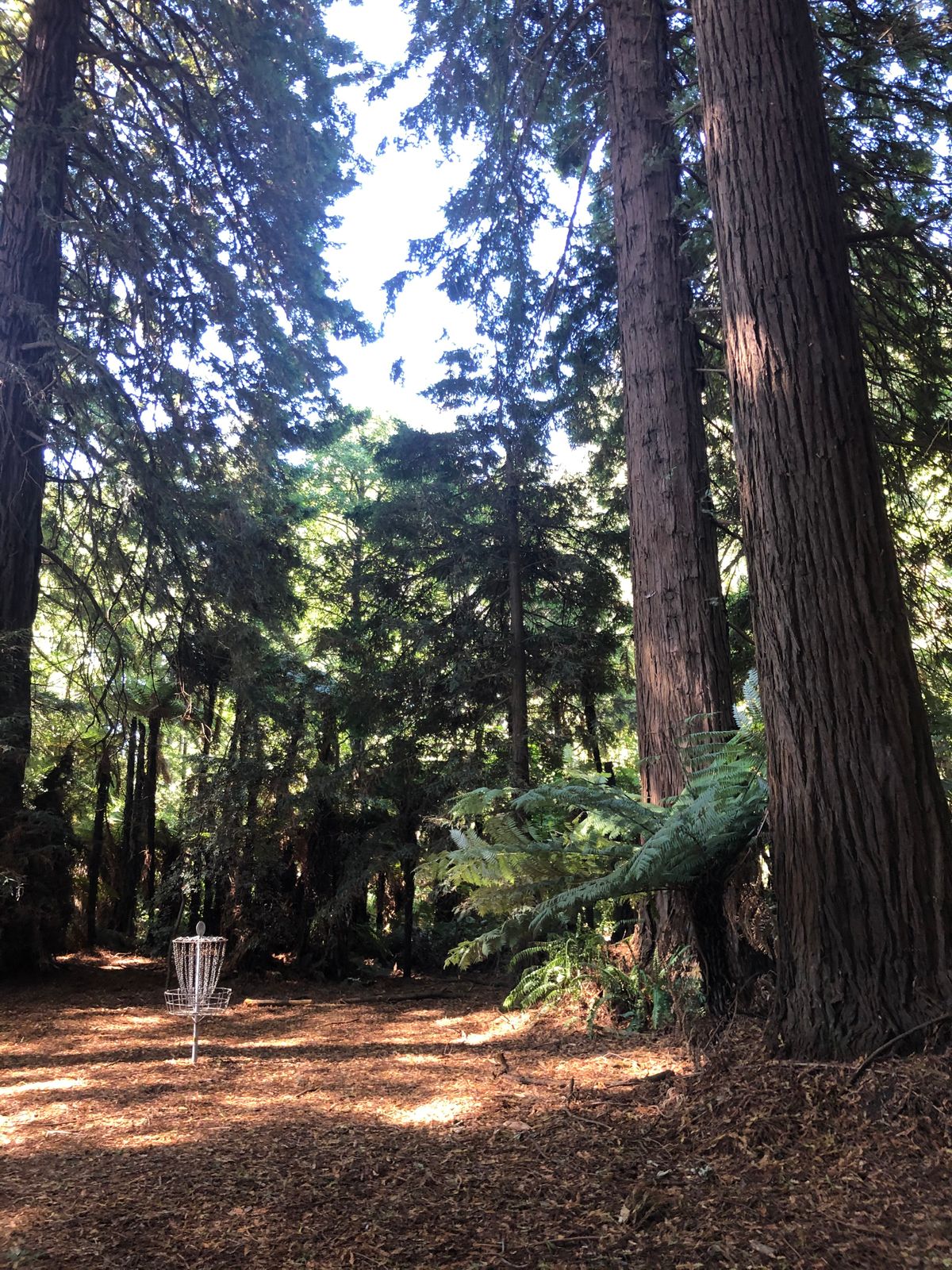 Scion Tree Nursery