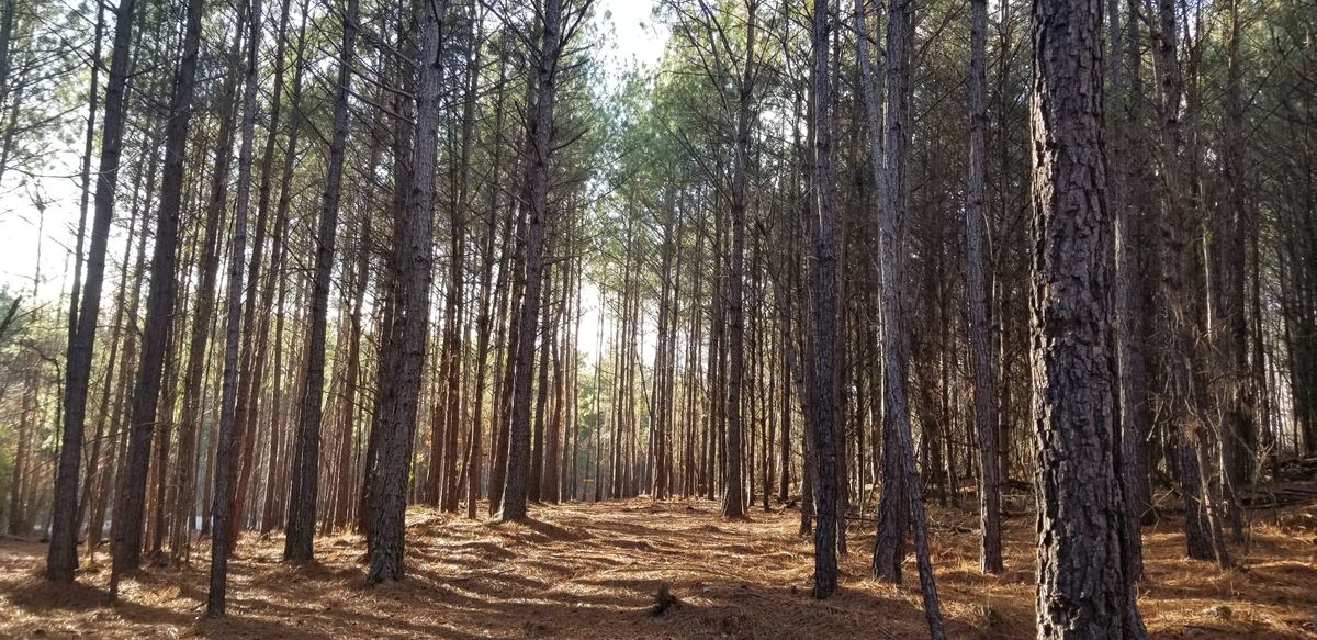 Hole 13 mid fairway
