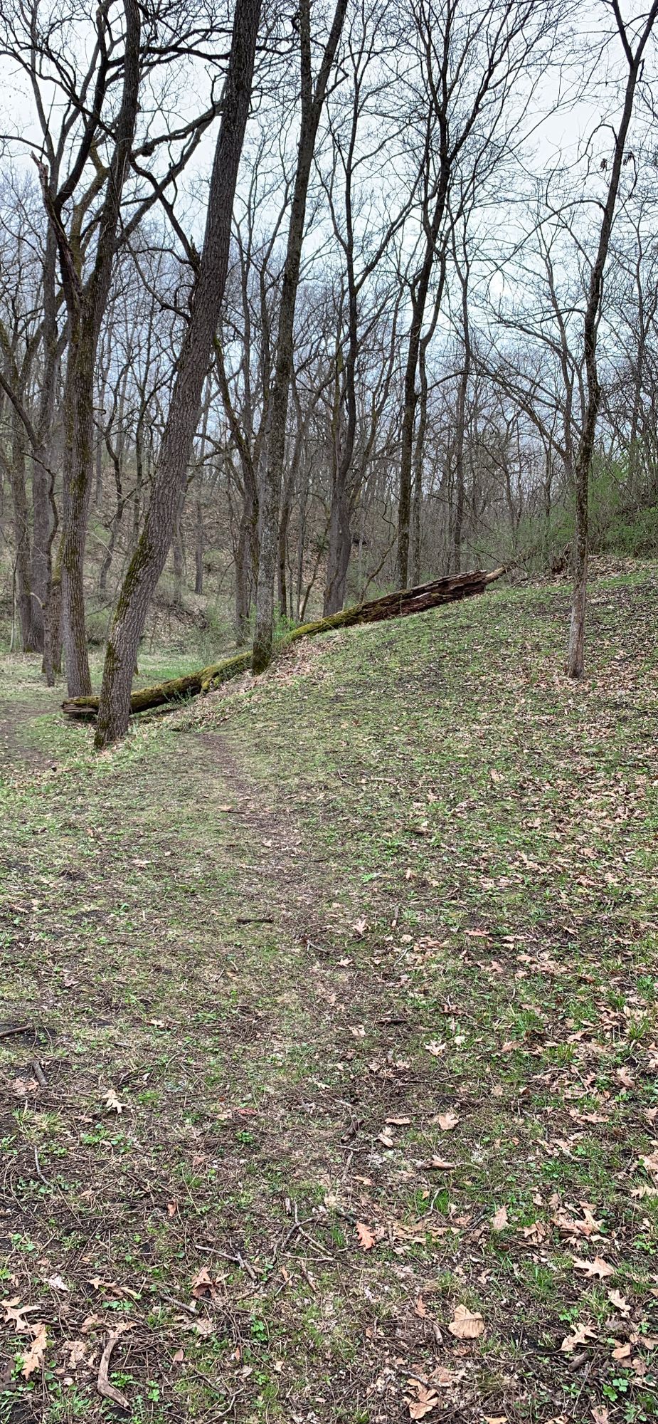 13 approach. Basket tucked in behind dead log.