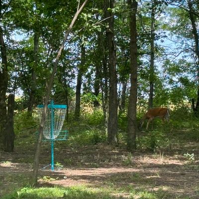 Hope 1 basket deer